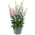Afbeelding van EJ Digitalis P19 Pink knop